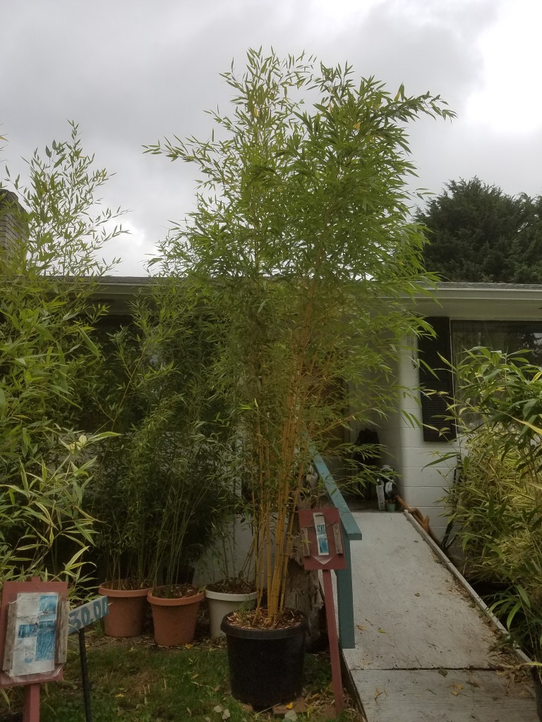 Phyllostachys aureosulcata 'Aureocaulis'